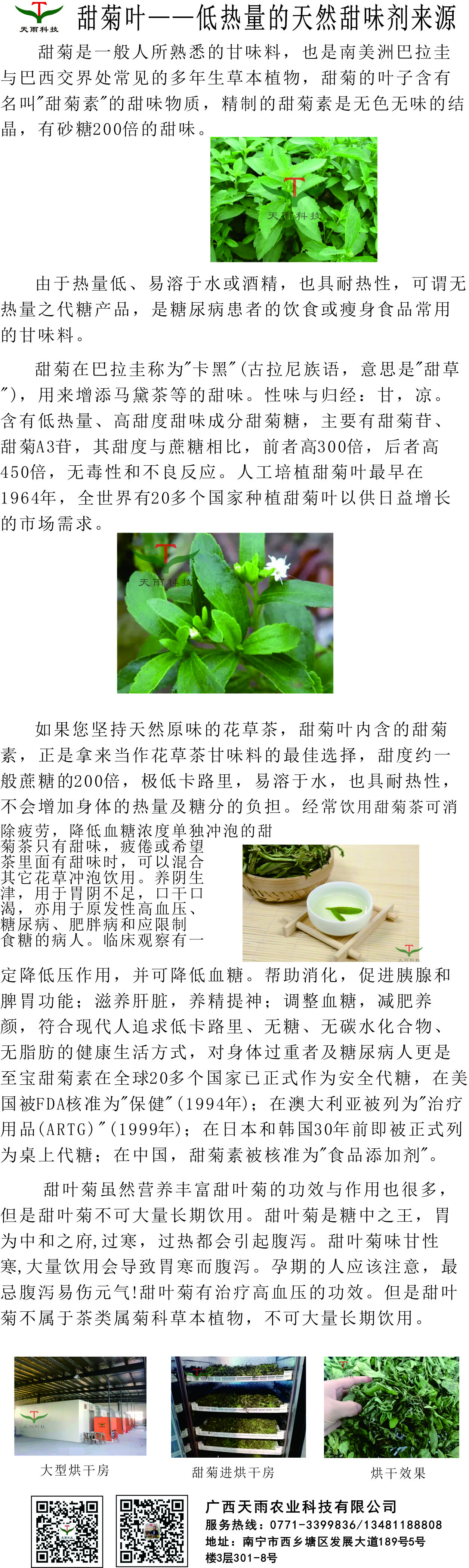 甜菊.jpg